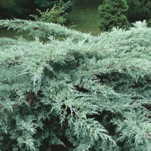 Juniper Hedge Plant Cuttings - Set of 12 Unrooted Green Cuttings, Outdoor Shrub - Image 1