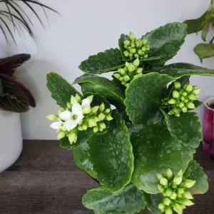 Kalanchoe Blossfeldiana Live Plant – Flaming Katy Flowering Houseplant – 4.5 Inch Pot – Indoor - Image 10