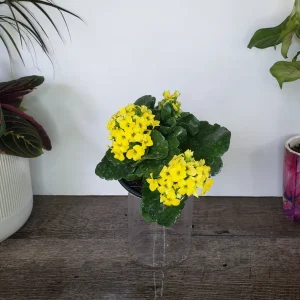 Kalanchoe Blossfeldiana Live Plant – Flaming Katy Flowering Houseplant – 4.5 Inch Pot – Indoor - Image 2