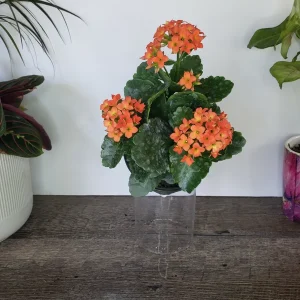 Kalanchoe Blossfeldiana Live Plant – Flaming Katy Flowering Houseplant – 4.5 Inch Pot – Indoor - Image 3