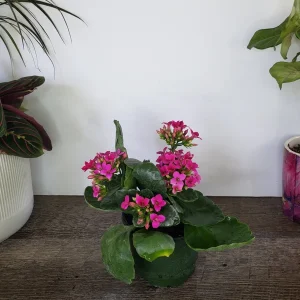 Kalanchoe Blossfeldiana Live Plant – Flaming Katy Flowering Houseplant – 4.5 Inch Pot – Indoor - Image 4