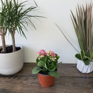 Kalanchoe Blossfeldiana Live Plant – Flaming Katy Flowering Houseplant – 4.5 Inch Pot – Indoor - Image 5