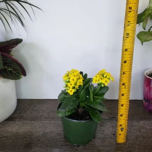 Kalanchoe Blossfeldiana Live Plant – Flaming Katy Flowering Houseplant – 4.5 Inch Pot – Indoor - Image 6
