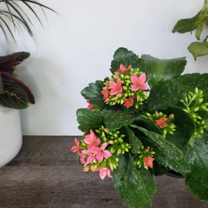 Kalanchoe Blossfeldiana Live Plant – Flaming Katy Flowering Houseplant – 4.5 Inch Pot – Indoor - Image 7