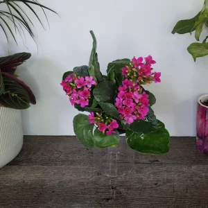 Kalanchoe Blossfeldiana Live Plant – Flaming Katy Flowering Houseplant – 4.5 Inch Pot – Indoor - Image 8