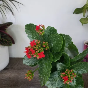 Kalanchoe Blossfeldiana Live Plant – Flaming Katy Flowering Houseplant – 4.5 Inch Pot – Indoor - Image 9