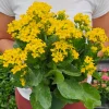 Kalanchoe Blossfeldiana Live Plant – Flaming Katy Flowering Houseplant – 4.5 Inch Pot – Indoor - Image 1
