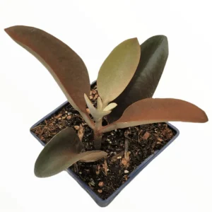 Kalanchoe Copper Spoons Live Succulent Plant 4 inch Bare Root for Garden Decor - Image 2