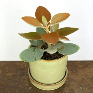 Kalanchoe Copper Spoons Live Succulent Plant 4 inch Bare Root for Garden Decor - Image 3