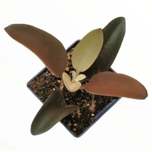 Kalanchoe Copper Spoons Live Succulent Plant 4 inch Bare Root for Garden Decor - Image 5