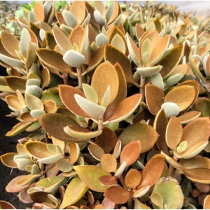 Kalanchoe Copper Spoons Live Succulent Plant 4 inch Bare Root for Garden Decor - Image 6