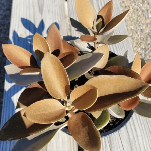 Kalanchoe Copper Spoons Live Succulent Plant 4 inch Bare Root for Garden Decor - Image 1