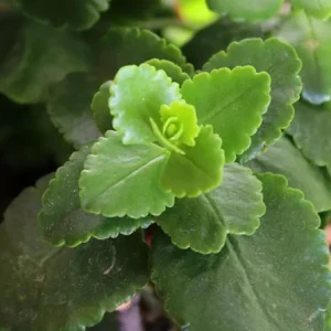 Kalanchoe Live Plant – 6-inch Tall – 4-inch Pot – Double Red Flower with Yellow Edge – Indoor Succulent - Image 2