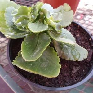 Kalanchoe Live Plant – 6-inch Tall – 4-inch Pot – Double Red Flower with Yellow Edge – Indoor Succulent - Image 3