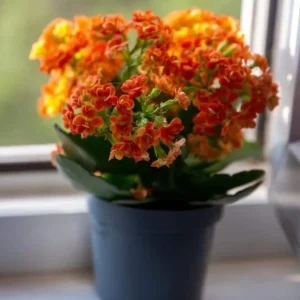 Kalanchoe Live Plant – 6-inch Tall – 4-inch Pot – Double Red Flower with Yellow Edge – Indoor Succulent - Image 4