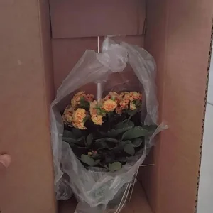 Kalanchoe Live Plant – 6-inch Tall – 4-inch Pot – Double Red Flower with Yellow Edge – Indoor Succulent - Image 5