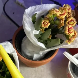 Kalanchoe Live Plant – 6-inch Tall – 4-inch Pot – Double Red Flower with Yellow Edge – Indoor Succulent - Image 6