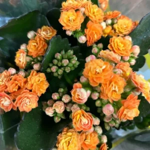 Kalanchoe Live Plant – 6-inch Tall – 4-inch Pot – Double Red Flower with Yellow Edge – Indoor Succulent - Image 1