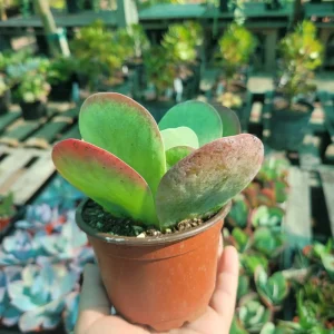 Kalanchoe Luciae Live Plant – Flapjack Succulent – 4 Inch Pot – Indoor/Outdoor - Image 3