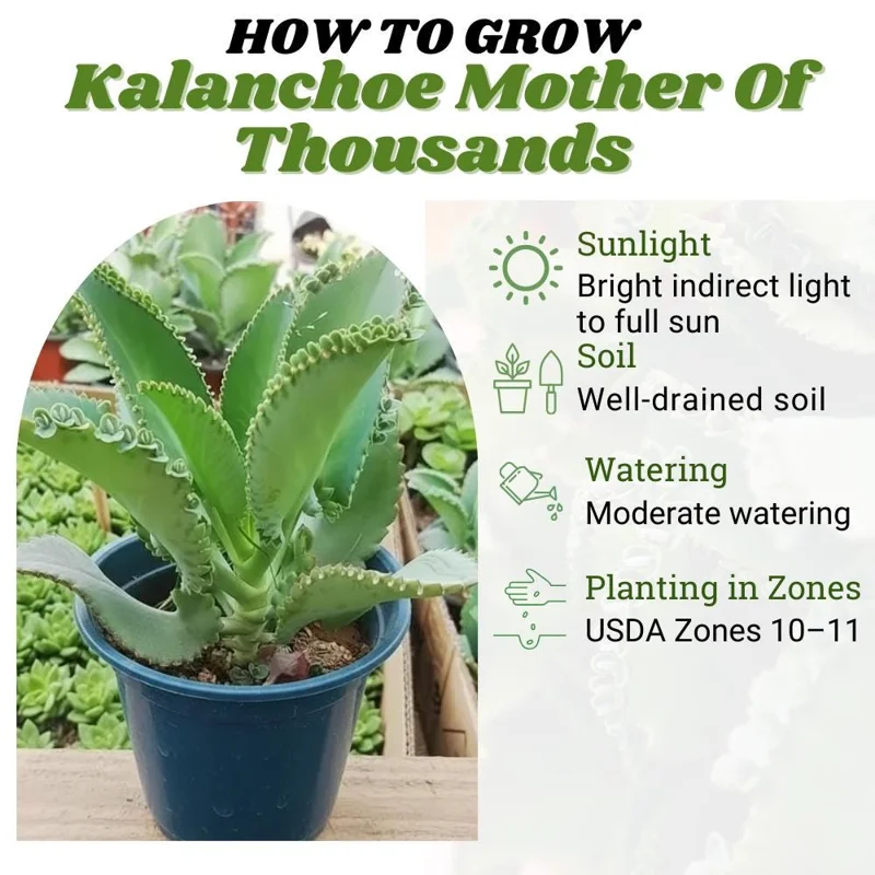 Kalanchoe Mother of Thousands Live Plant - 4-7 inches Tall in 4 inch Pot, Indoor Succulent - Image 2