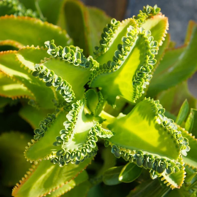 Kalanchoe Mother of Thousands Live Plant - 4-7 inches Tall in 4 inch Pot, Indoor Succulent - Image 3