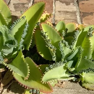 Kalanchoe Mother of Thousands Live Plant - 4-7 inches Tall in 4 inch Pot - Image 4