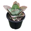 Kalanchoe Mother of Thousands Live Plant - 4-7 inches Tall in 4 inch Pot, Indoor Succulent - Image 1