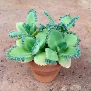 Kalanchoe Mother of Thousands Live Plant - 4-7 inches Tall in 4 inch Pot, Indoor Succulent - Image 5