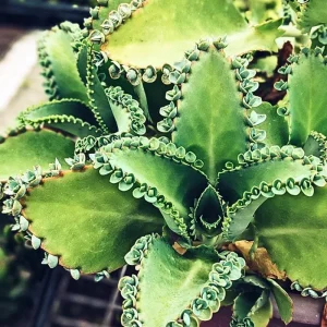 Kalanchoe Mother of Thousands Live Plant - 4-7 inches Tall in 4 inch Pot - Image 6
