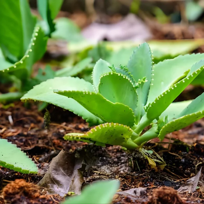 Kalanchoe Mother of Thousands Live Plant - 4-7 inches Tall in 4 inch Pot, Indoor Succulent - Image 7