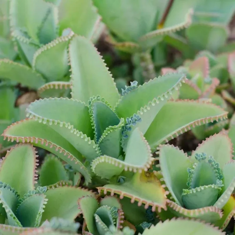 Kalanchoe Mother of Thousands Live Plant - 4-7 inches Tall in 4 inch Pot, Indoor Succulent - Image 8