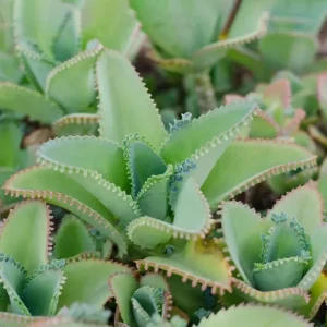 Kalanchoe Mother of Thousands Live Plant - 4-7 inches Tall in 4 inch Pot - Image 8
