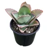 Kalanchoe Mother of Thousands Live Plant - 4-7 inches Tall in 4 inch Pot - Image 1