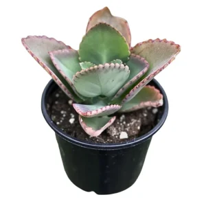 Kalanchoe Mother of Thousands Live Plant - 4-7 inches Tall in 4 inch Pot - Image 1