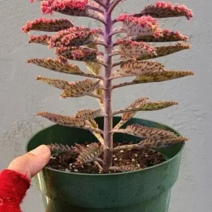 Kalanchoe Pink Butterflies Pink Mother of Thousands Rare Succulent Seeds, 15+ Seeds, Indoor/Outdoor - Image 3
