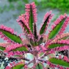 Kalanchoe Pink Butterflies Pink Mother of Thousands Rare Succulent Seeds, 15+ Seeds, Indoor/Outdoor - Image 1