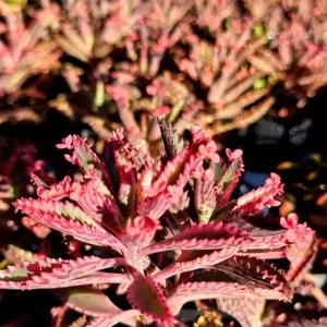 Kalanchoe Pink Butterflies Succulent Seeds - 25 Seeds Rare Mother of Thousands - Image 2