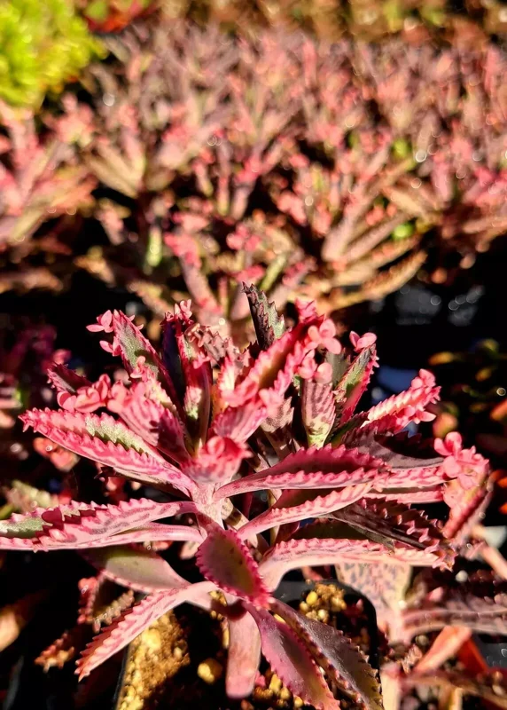 Kalanchoe Pink Butterflies Succulent Seeds - 25 Seeds Rare Mother of Thousands - Image 2