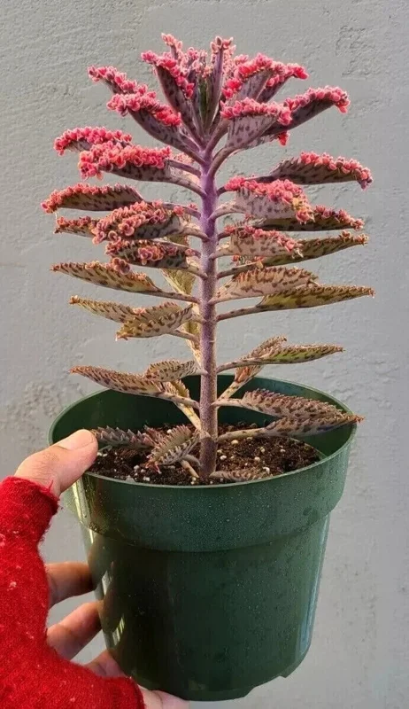 Kalanchoe Pink Butterflies Succulent Seeds - 25 Seeds Rare Mother of Thousands - Image 3