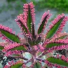 Kalanchoe Pink Butterflies Succulent Seeds - 25 Seeds Rare Mother of Thousands - Image 1