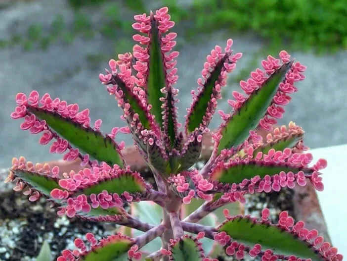 Kalanchoe Pink Butterflies Succulent Seeds - 25 Seeds Rare Mother of Thousands - Image 1