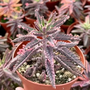 Kalanchoe Pink Butterfly Live Plant - Mother of Thousands Succulent, 2 Inch Pot - Image 2