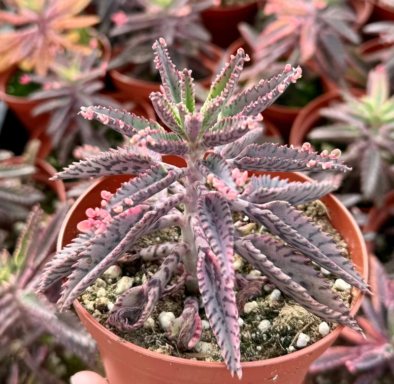 Kalanchoe Pink Butterfly Live Plant - Mother of Thousands Succulent, 2 Inch Pot - Image 2