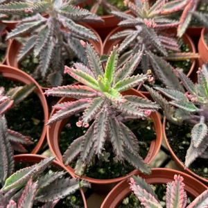 Kalanchoe Pink Butterfly Live Plant - Mother of Thousands Succulent, 2 Inch Pot - Image 3