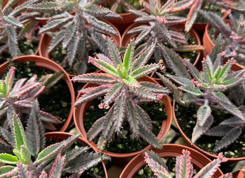 Kalanchoe Pink Butterfly Live Plant - Mother of Thousands Succulent, 2 Inch Pot - Image 3