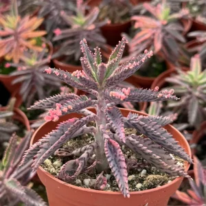 Kalanchoe Pink Butterfly Live Plant - Mother of Thousands Succulent, 2 Inch Pot - Image 1