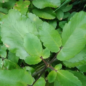 Kalanchoe Pinnata Live Plant - 4 Inch Pot Succulent Starter Plant - Image 2
