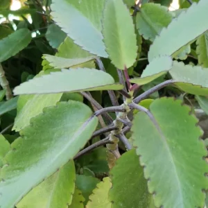 Kalanchoe Pinnata Live Plant - 4 Inch Pot Succulent Starter Plant - Image 3