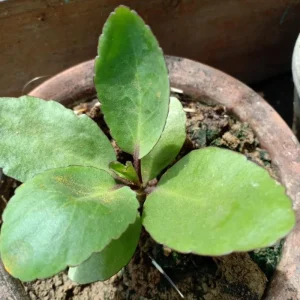 Kalanchoe Pinnata Live Plant - 4 Inch Pot Succulent Starter Plant - Image 4