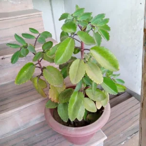 Kalanchoe Pinnata Live Plant - 4 Inch Pot Succulent Starter Plant - Image 5